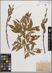 Foto von Salix daphnoides Vill.